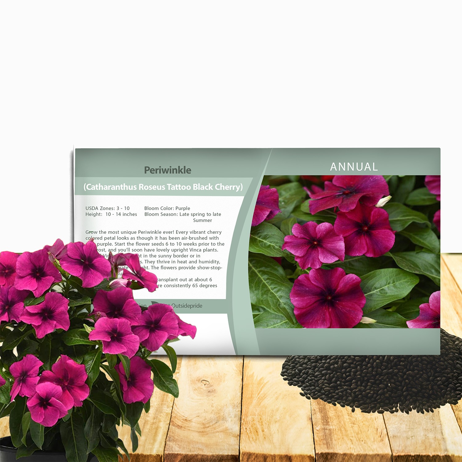 50 Seeds Dark Purple Perwinkle Seeds For Planting | Black Cherry Vinca