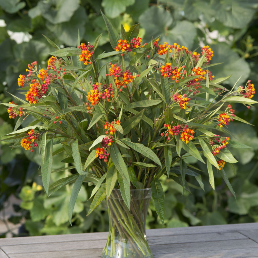 Milkweed Apollo Orange Live Plant Plug – 1–3″ Tall – Orange Flowering Milkweed