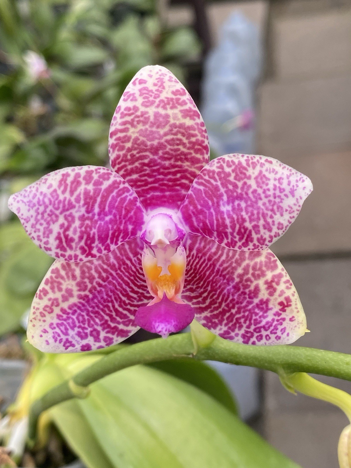 Original Phal Phalaenopsis Princess Dee x Yungho Gelb Canary-FRAGRANT