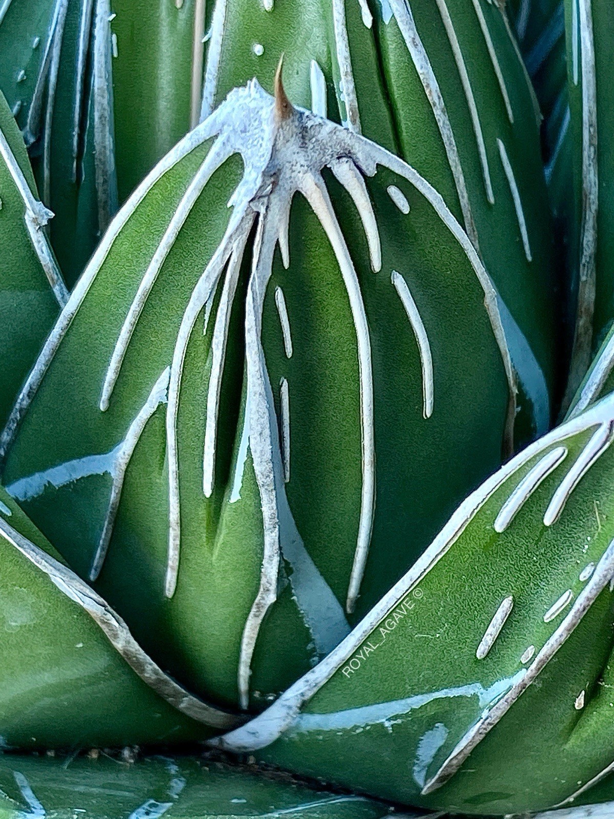 Agave ‘Glacier’ Supreme VR Selection!! – Deep Linear Ridged!!! Pintilla Rare!!