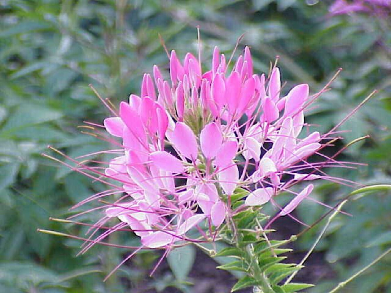 200 ROSE QUEEN CLEOME Hassleriana Cleome Spinosa Pink Spider Flower Seeds