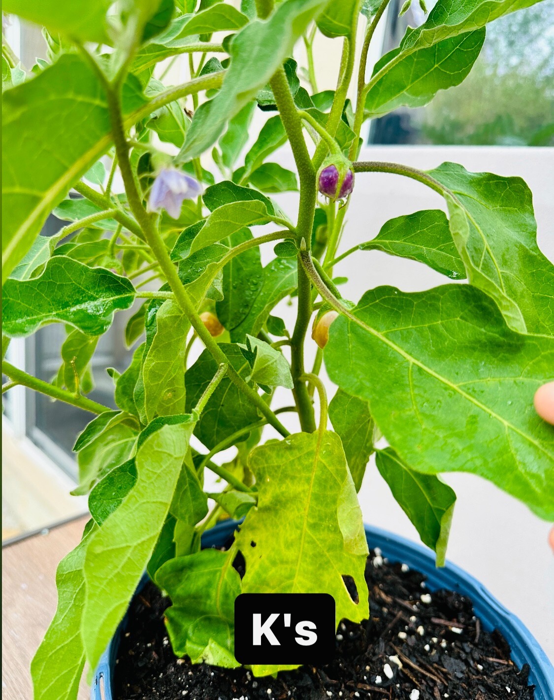 100+ PCS ROUND MINI PURPLE EGGPLANT SEEDS, HẠT CÀ PHÁO TÍM
