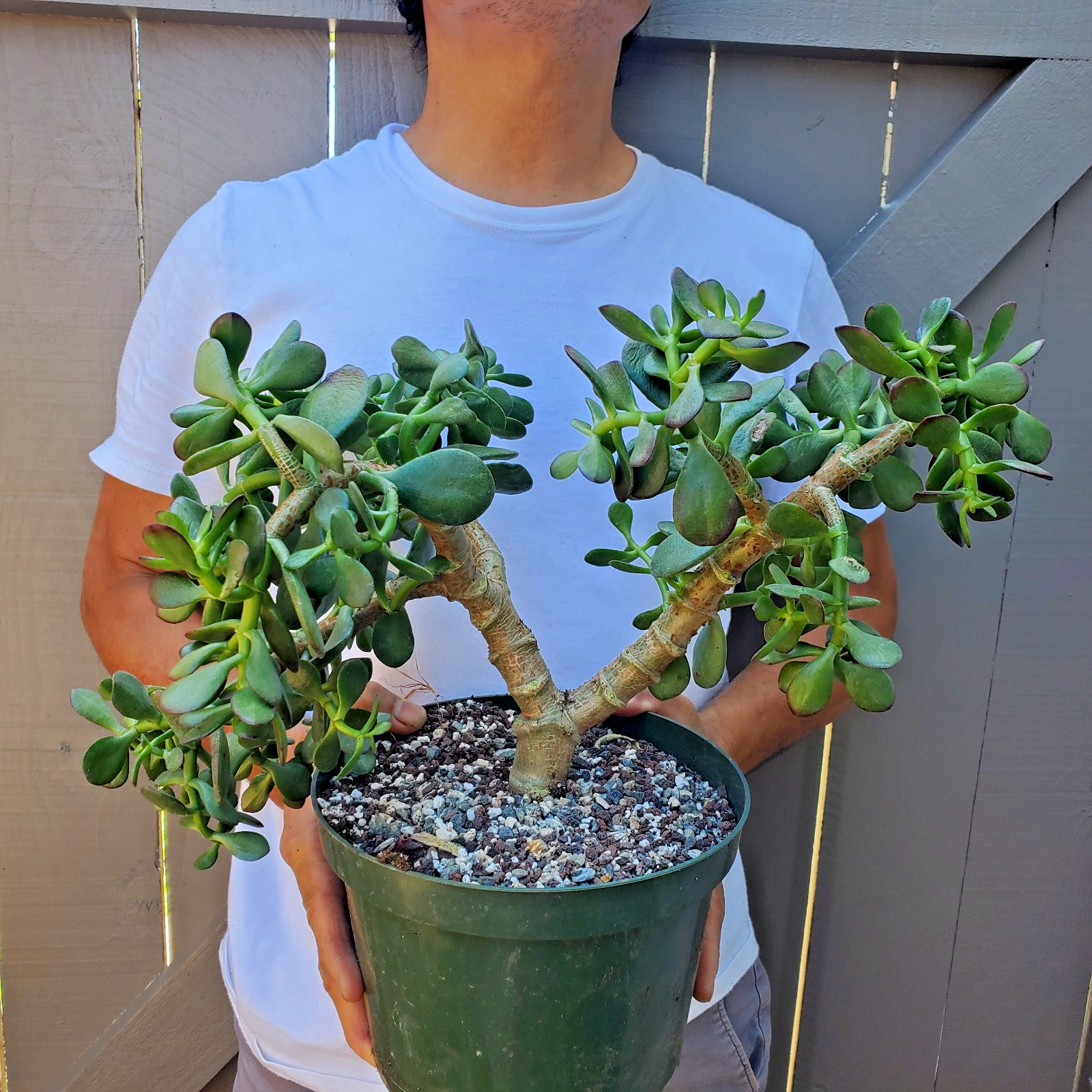 Crassula ovata Jade Succulent Great for Bonsai -G