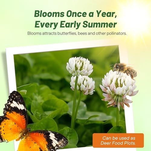 Perennial White Dutch Clover Seeds – 2 lbs, Nitrocoated, Inoculated, Lawn Altern