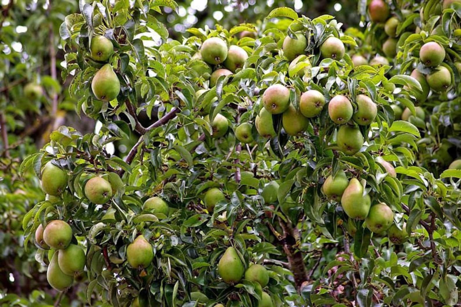 4 Asian Pear Tree Un-Rooted Cuttings -We Use Organic Soil and Organic Amendment.