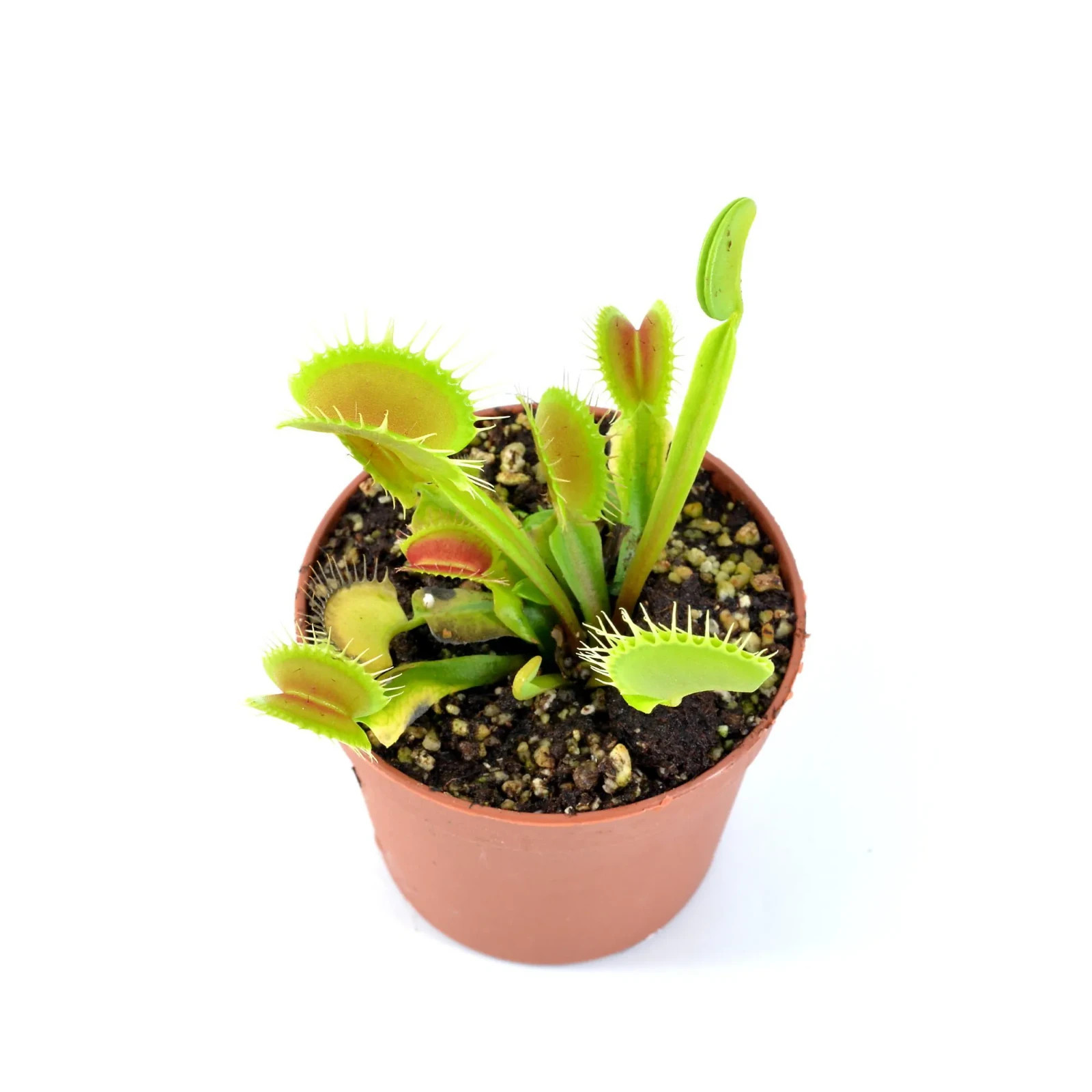 Venus Fly Trap Giant Trap (Dionaea muscipula) Carnivorous Plant 2″ Pot Live Plan