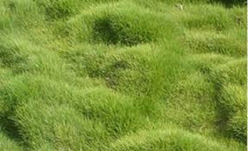Rare Korean Velvet Grass seeds – 1/8 lb – fresh, coated, Imported