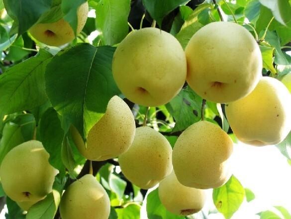 25+Pear Fruit Tree Seeds.crystal pear.Sweet Edible, USA Seller,