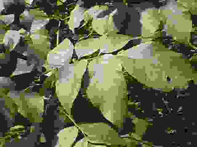 20 WHITE ASH SEEDS – Fraxinus americana