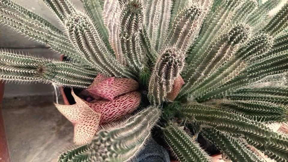 5 Seeds Tavaresia Grandiflora Barklyi Rare Exotic Succulent No Orbea Duvalia