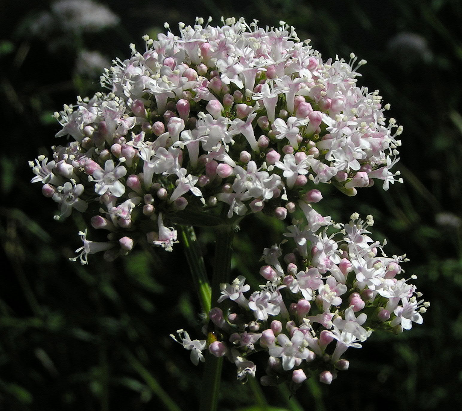 300 Valeriana Officinalis Seeds – Valerian Medicinal Plant – Heliotrope