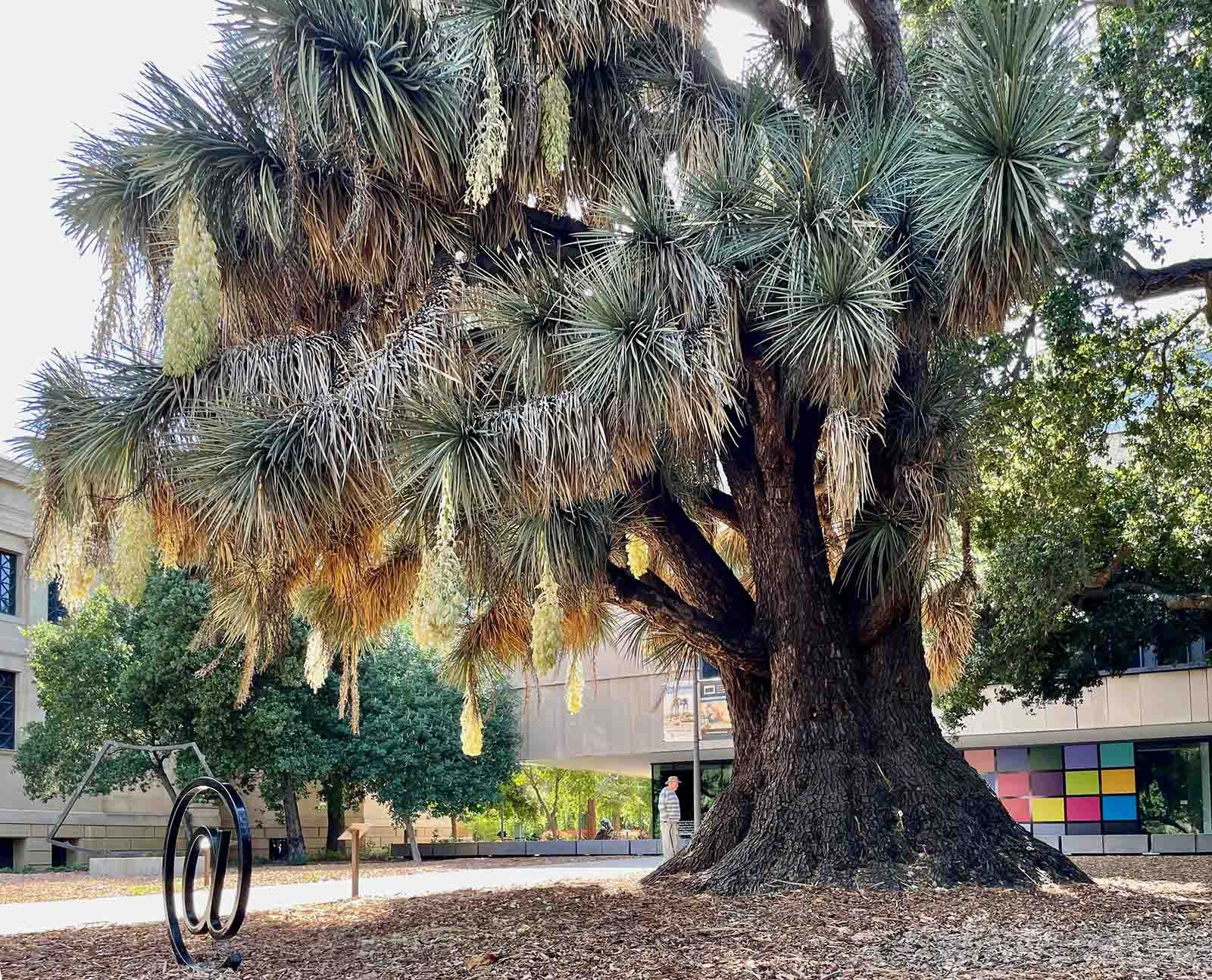 Yucca Filifera aka Mexican Tree 5 Seeds. Free Shipping!