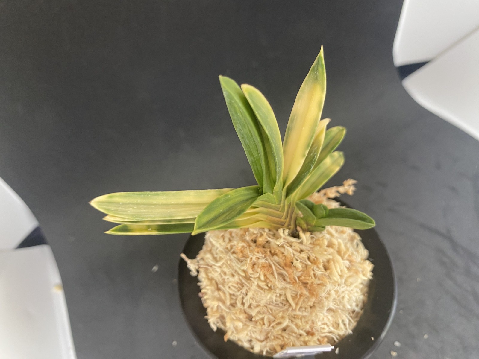 Neofinetia falcata A325DK119. BENIBOUSHI-TORA 紅法師虎