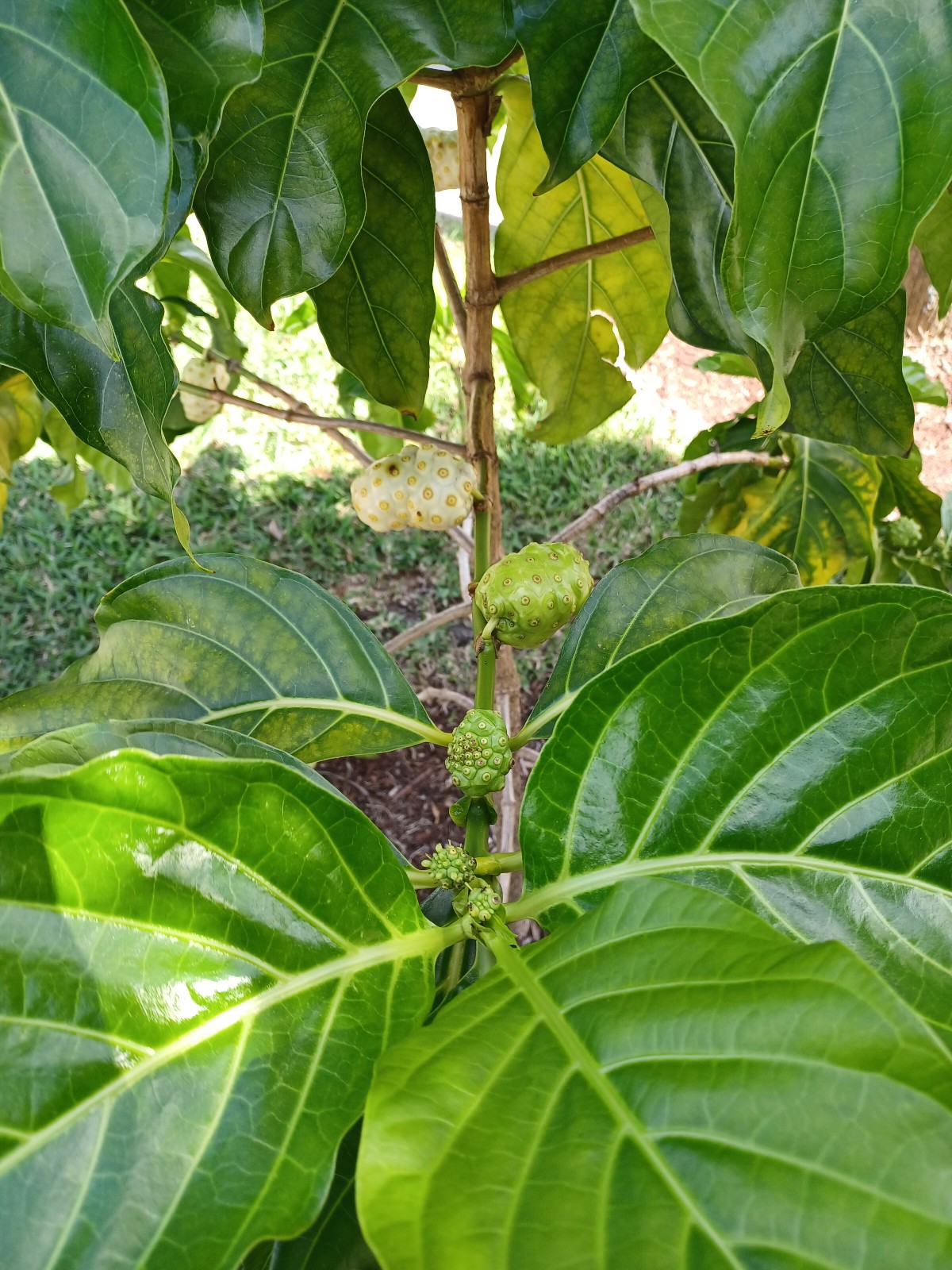 25 Noni Seeds, Morinda citrifolia (Gathered 2025)