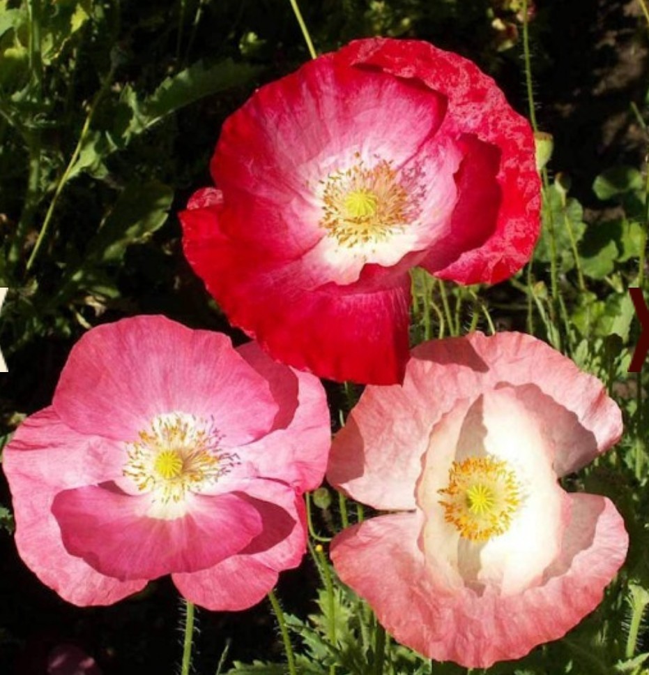 1000+ Shirley Poppy Mix Colored Flower Seeds **Fresh Seeds** ~~Free Shipping~~