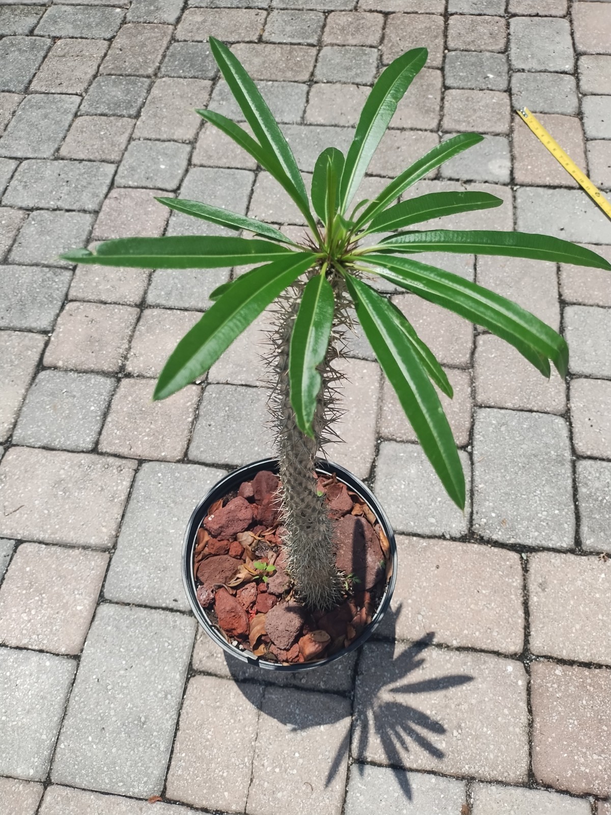 Pachypodium lamerei ‘Madagascar Palm, 30 Inches Tall. Plant #3