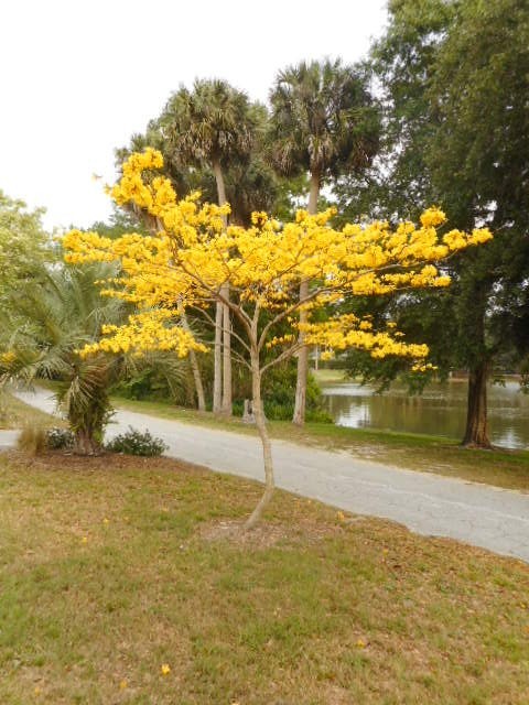 Yellow Tabebuia Tree – LIVE TREE – Ships Well – Larger 10+ inches tall – NIce