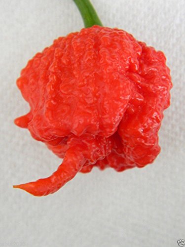 Carolina Reaper – (10 Organic Seeds) the World’s Hottest Chilli
