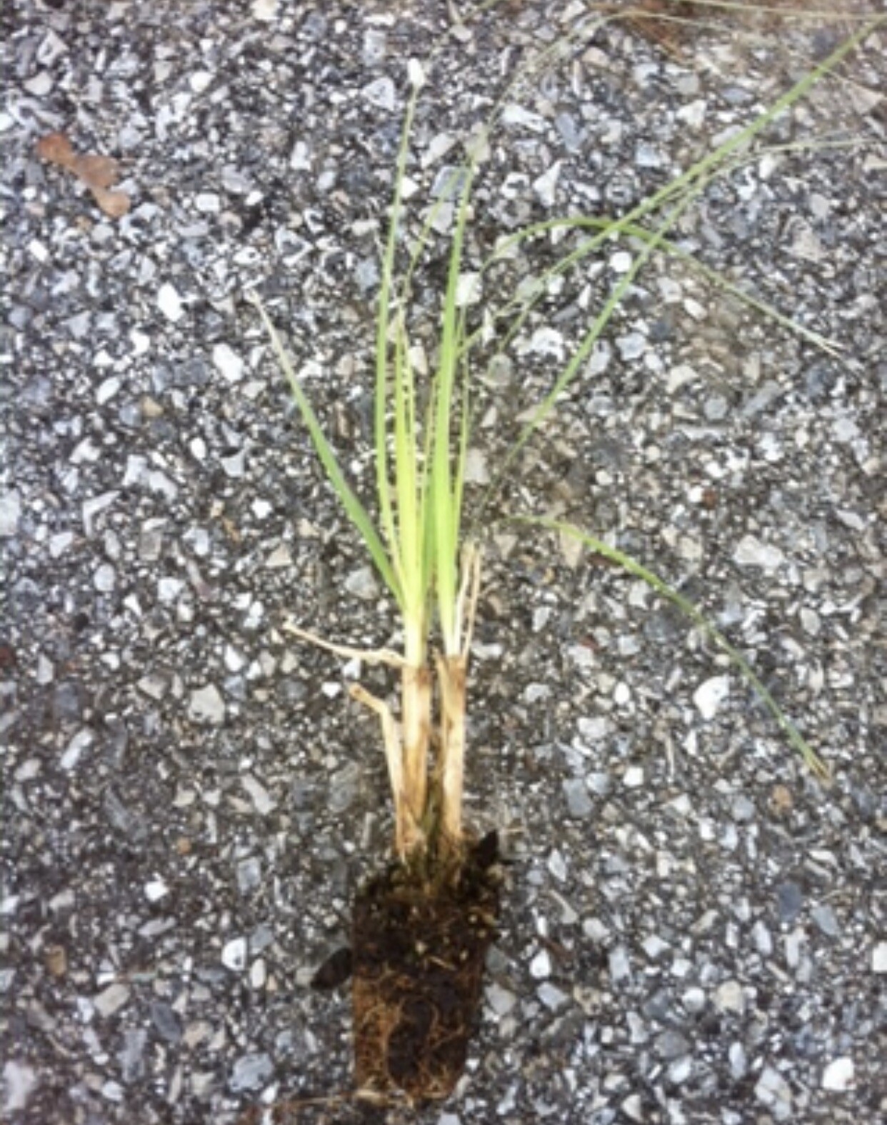 Purple Pampas Grass 3 Plugs