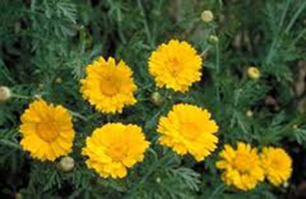 GARLAND CHRYSANTHEMUM, 50+ SEEDS, NEWLY HARVESTED, GOLDEN YELLOW BLOOMS