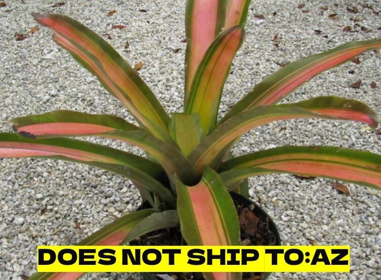 Aechmea Bromeliad Alvarez Variegated Live Plant Exotic 6-8 In Pot 17-27 In Tall