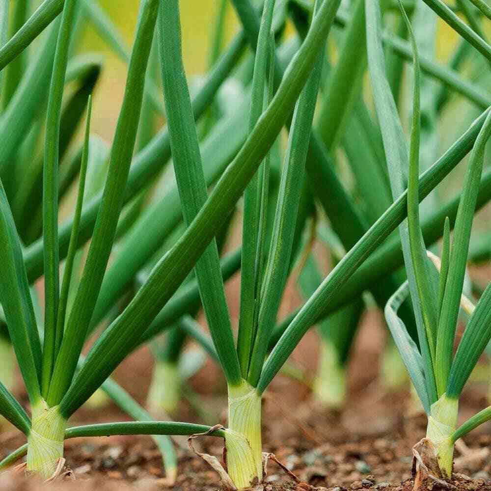 500 Evergreen White Bunching Onion Seeds Heirloom – Non-GMO – Always Fresh Seeds