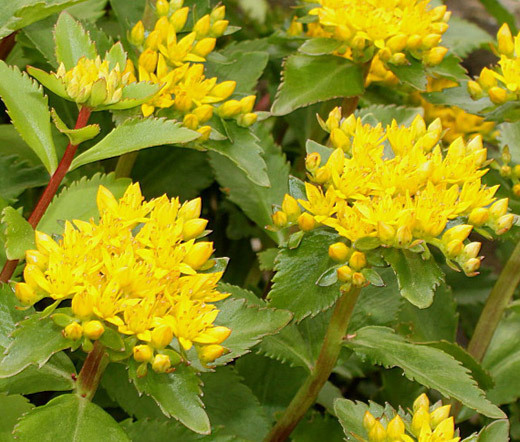 SEDUM AIZOON STONECROP Sedum Aizoon – 300 Bulk Seeds
