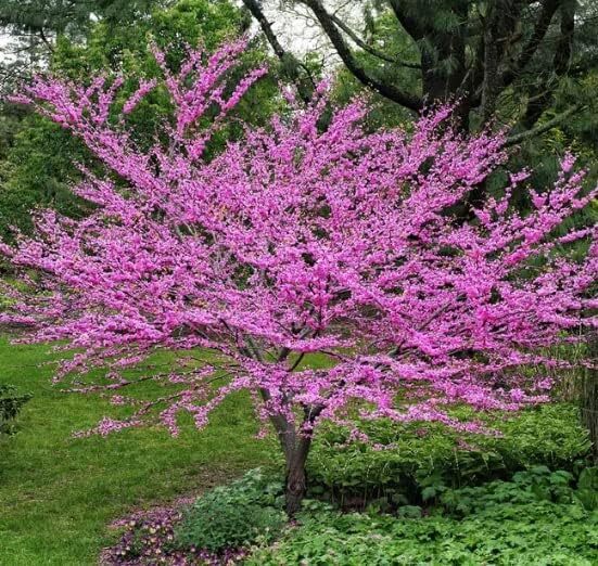 Eastern Redbud Tree Seedlings for Planting – Pink Spring Flowers – No Ship to CA