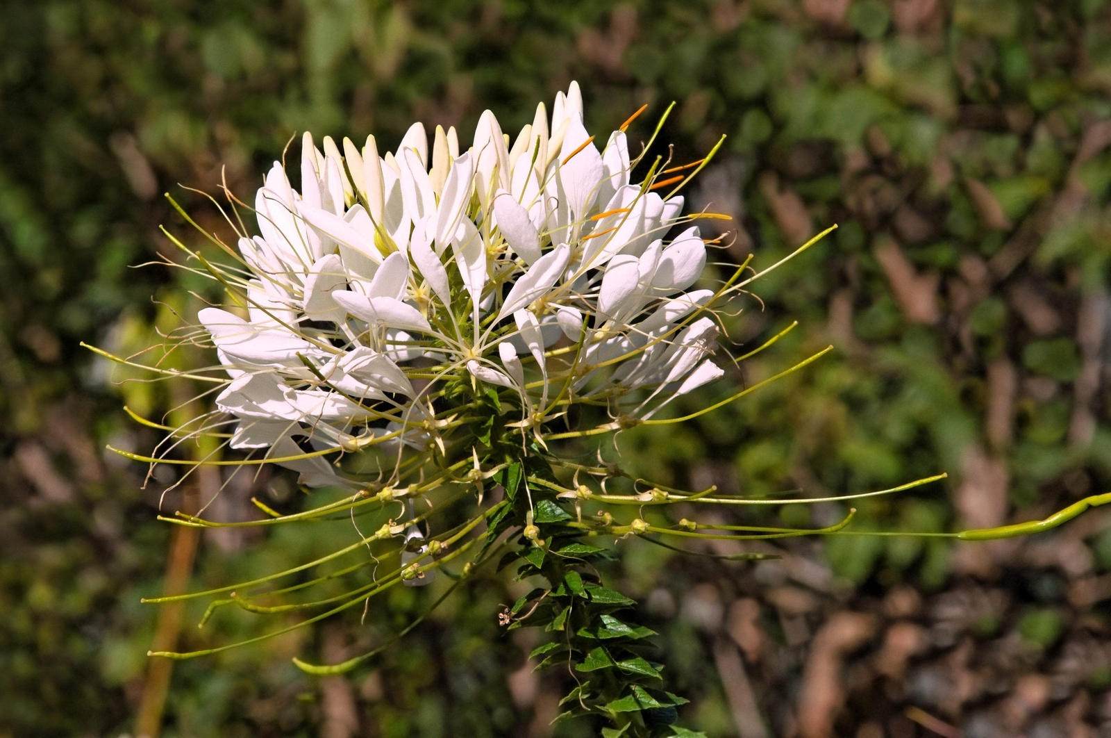 200 WHITE QUEEN CLEOME Hassleriana Cleome Spinosa Spider Flower Seeds
