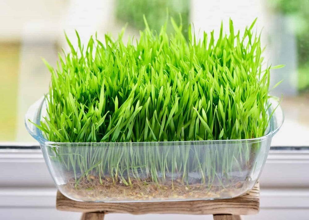 Cat Grass Seeds Mix – Wheatgrass, Flax & Barley – Non-GMO USA Grown