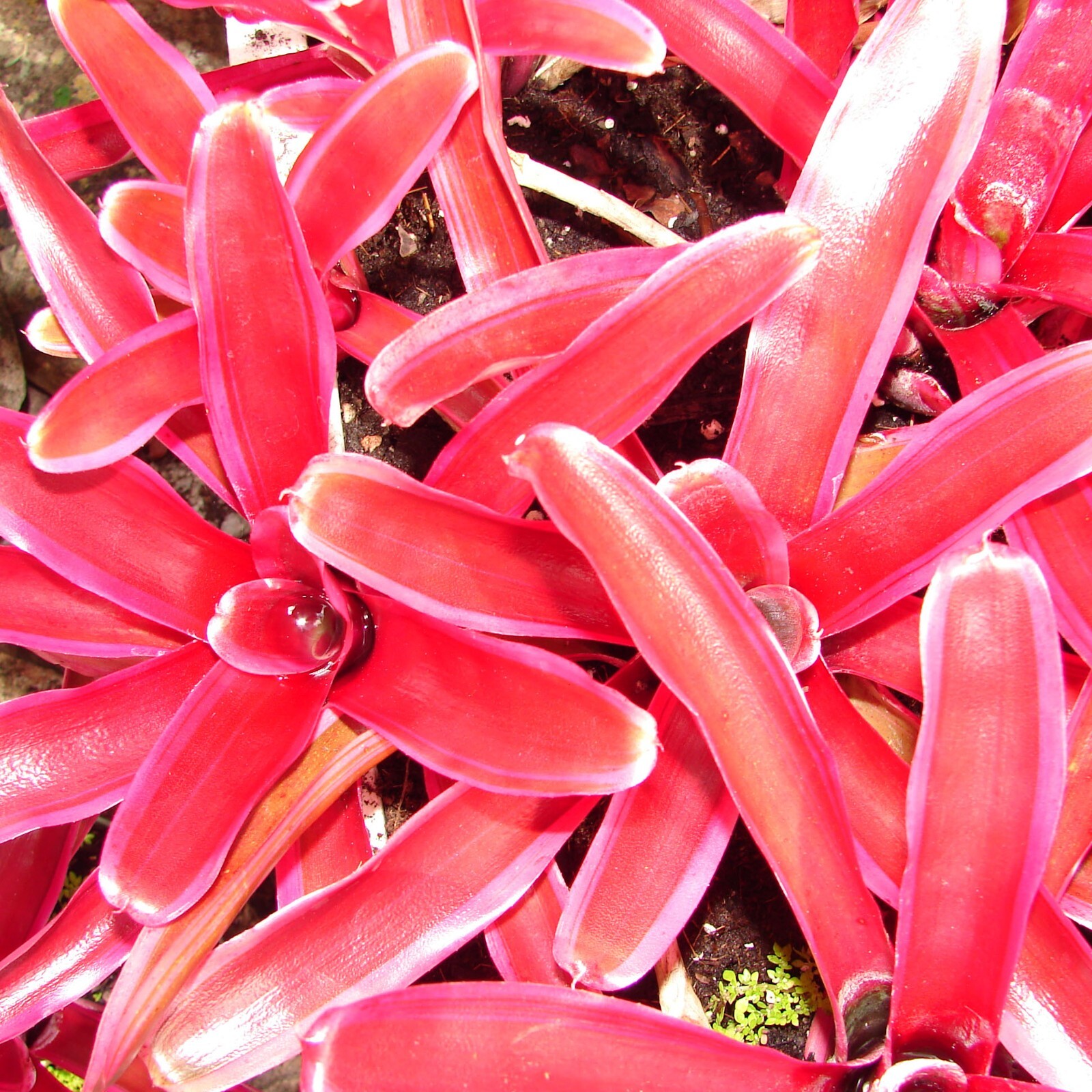 Bromeliad Mini Neoregelia Donger plant small pink red bromeliad 2 pups