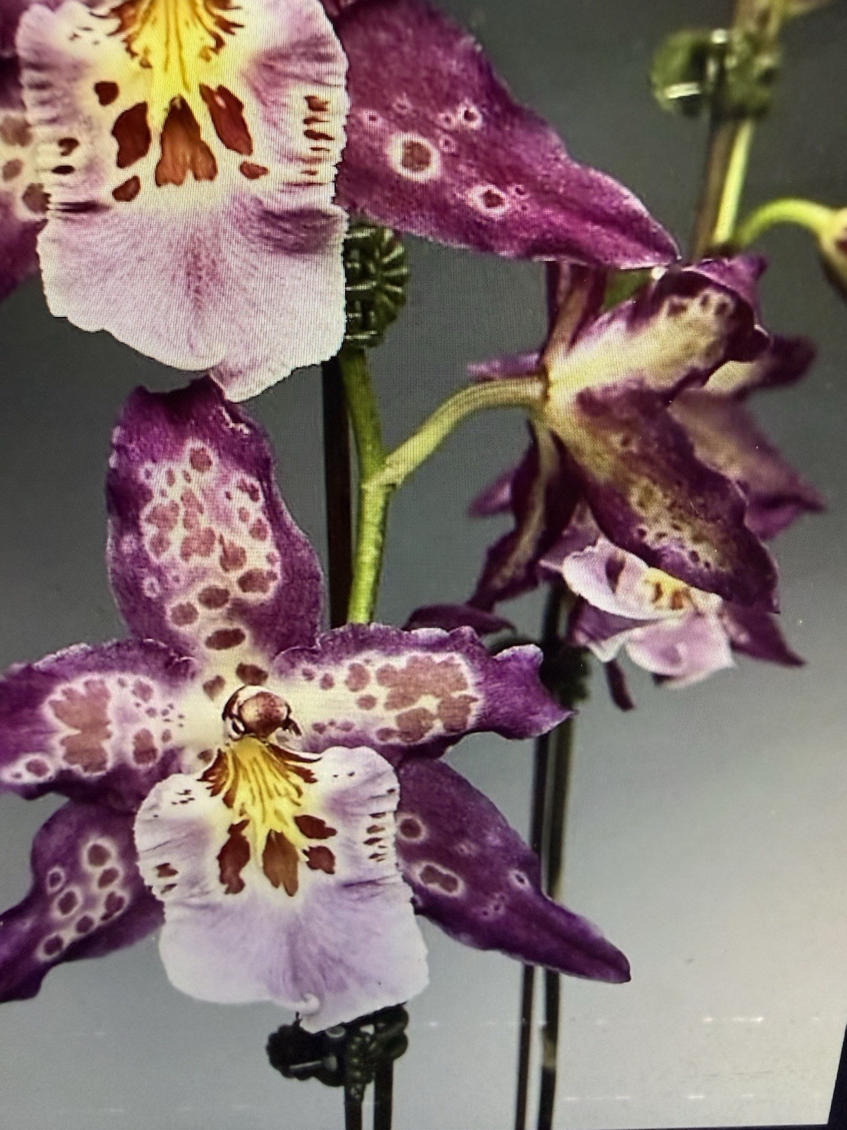 ORCHID Plants 10 Onciduim bulbs $2. each 10 minimum not marked br