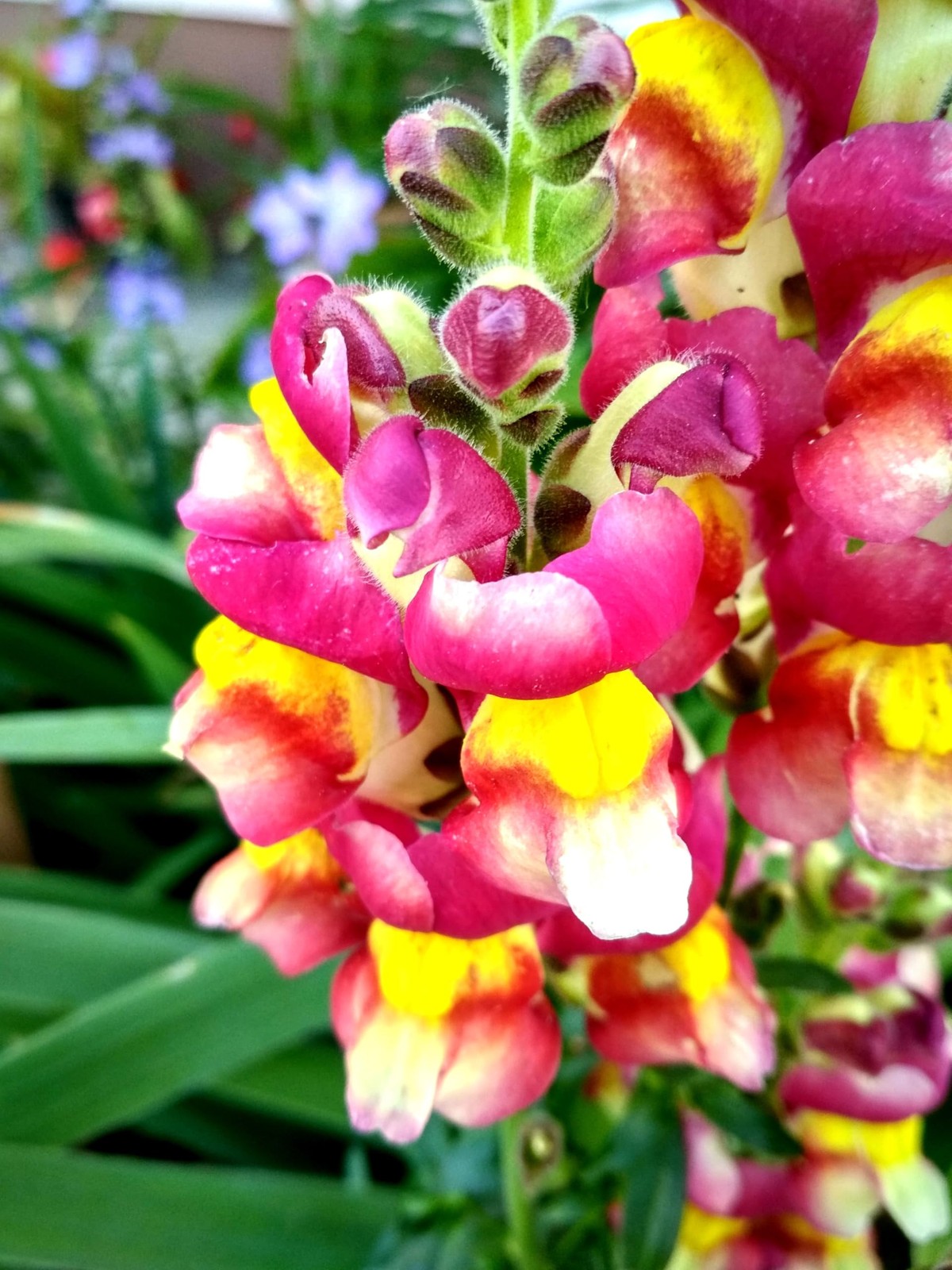 Dwarf Snapdragon Seed Mix 1000+ Multicolor Seeds for Compact Gardens
