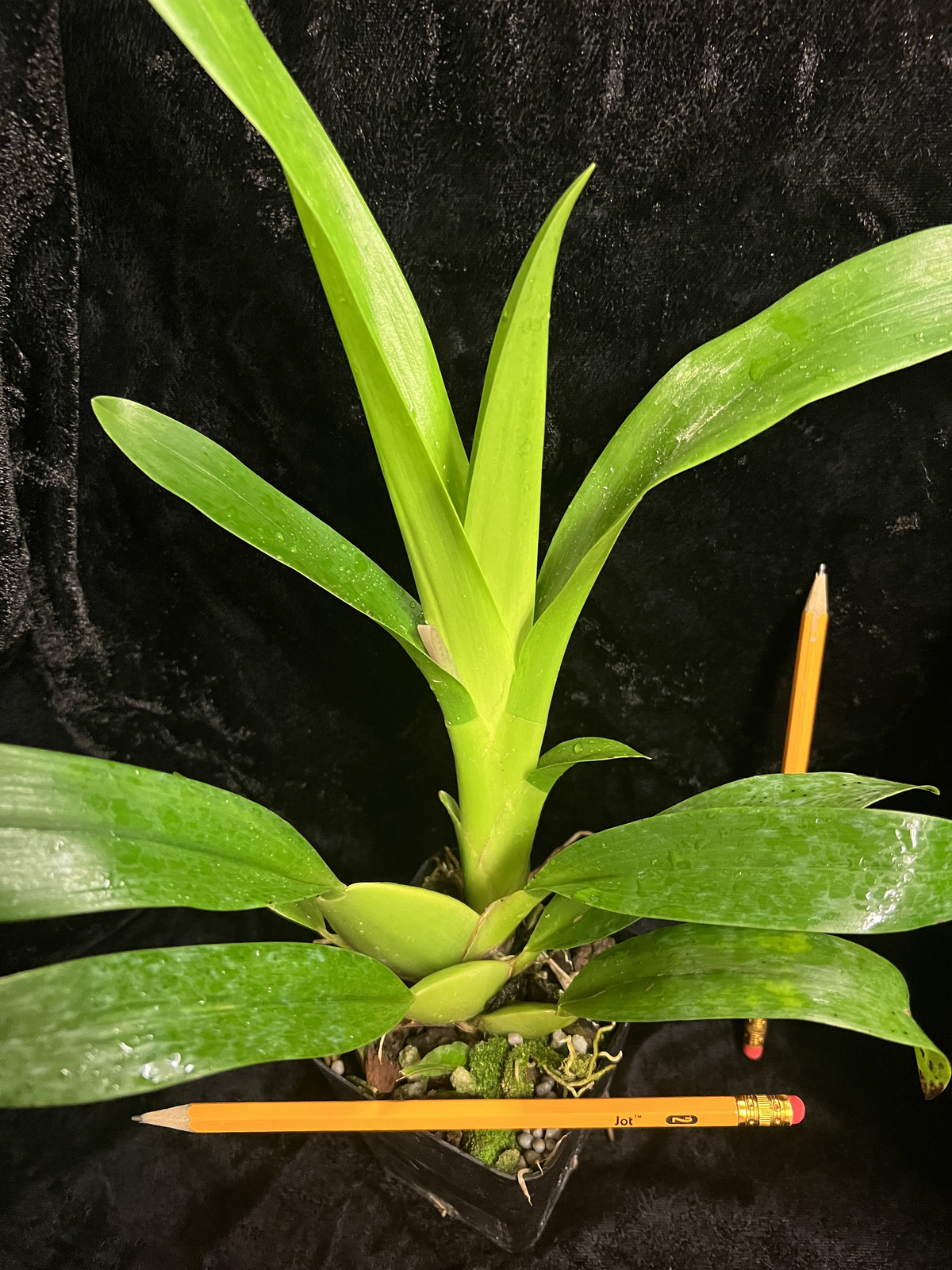 Onc_SHARRY BABY_chocolate fragrance blooms easy grow orchid (NOT in-bud/bloom)