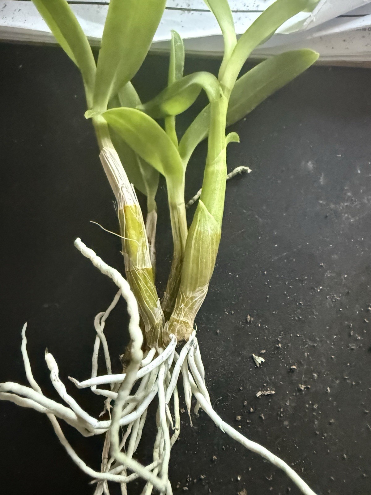 ORCHID Plants Dendrobuim w curly petals orange yellow no ID 3 short stems no pot