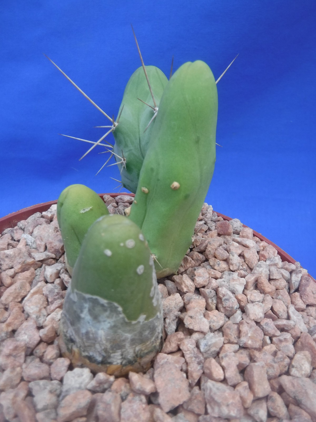 Rare Monstrose Cactus TBM 3″ Tall 3″ wide CLUMP Short Form 4 Segments! L6