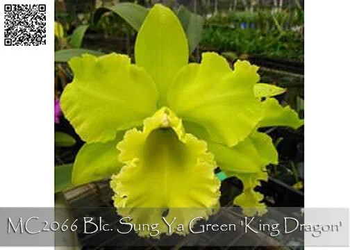 Fragrant . Amazing Green Cattleya. Blc. Sung Ya Green ‘King Dragon’ Near Mature