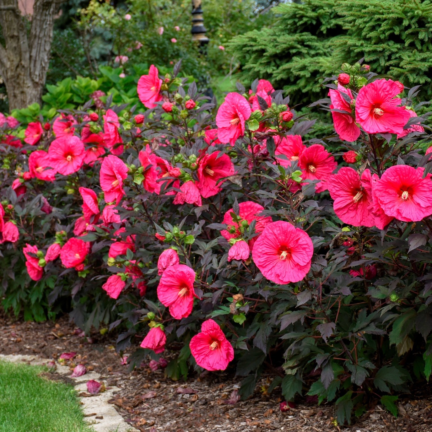 bush hibiscus EVENING ROSE pink hardy perennial 2.5″ pot = 1 Live Potted Plant
