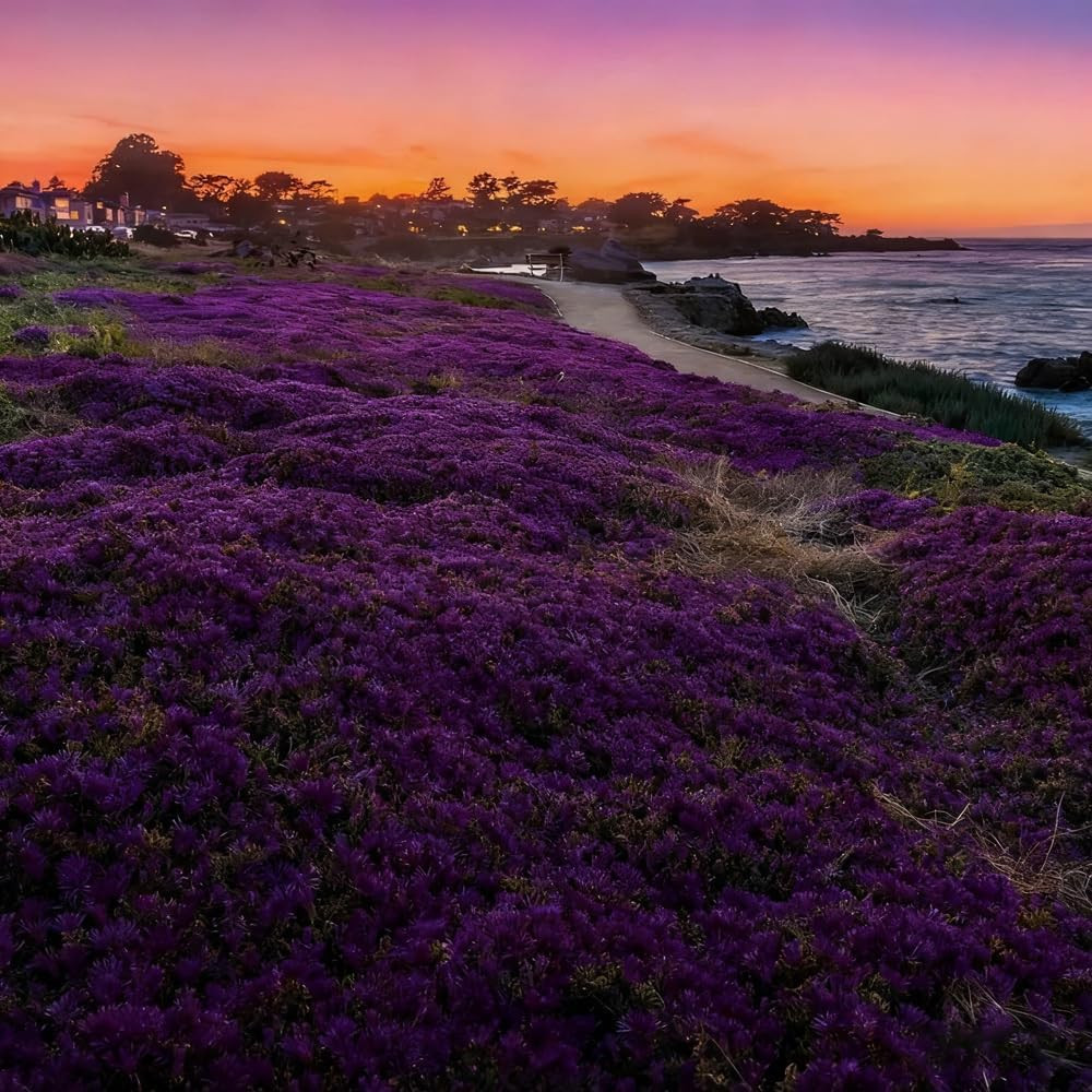 20000 Purple Creeping Thyme Seeds for Planting OutdoorCreeping Phlox …