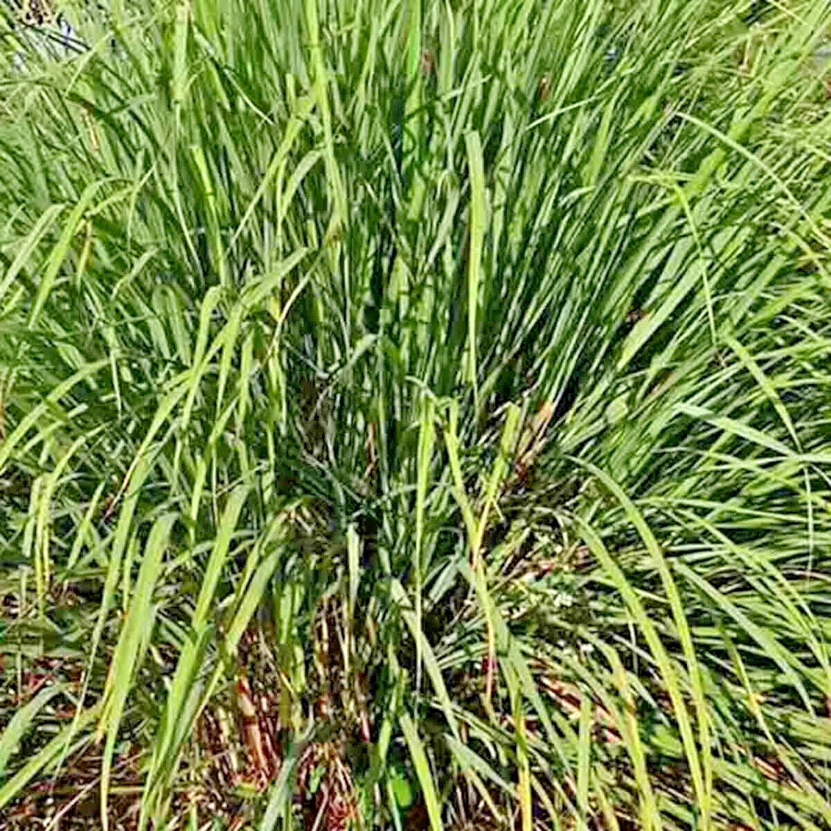 LEMONGRASS | 200+ SEEDS | LEMON GRASS | FRESH & NON-GMO | USA FREE SHIP
