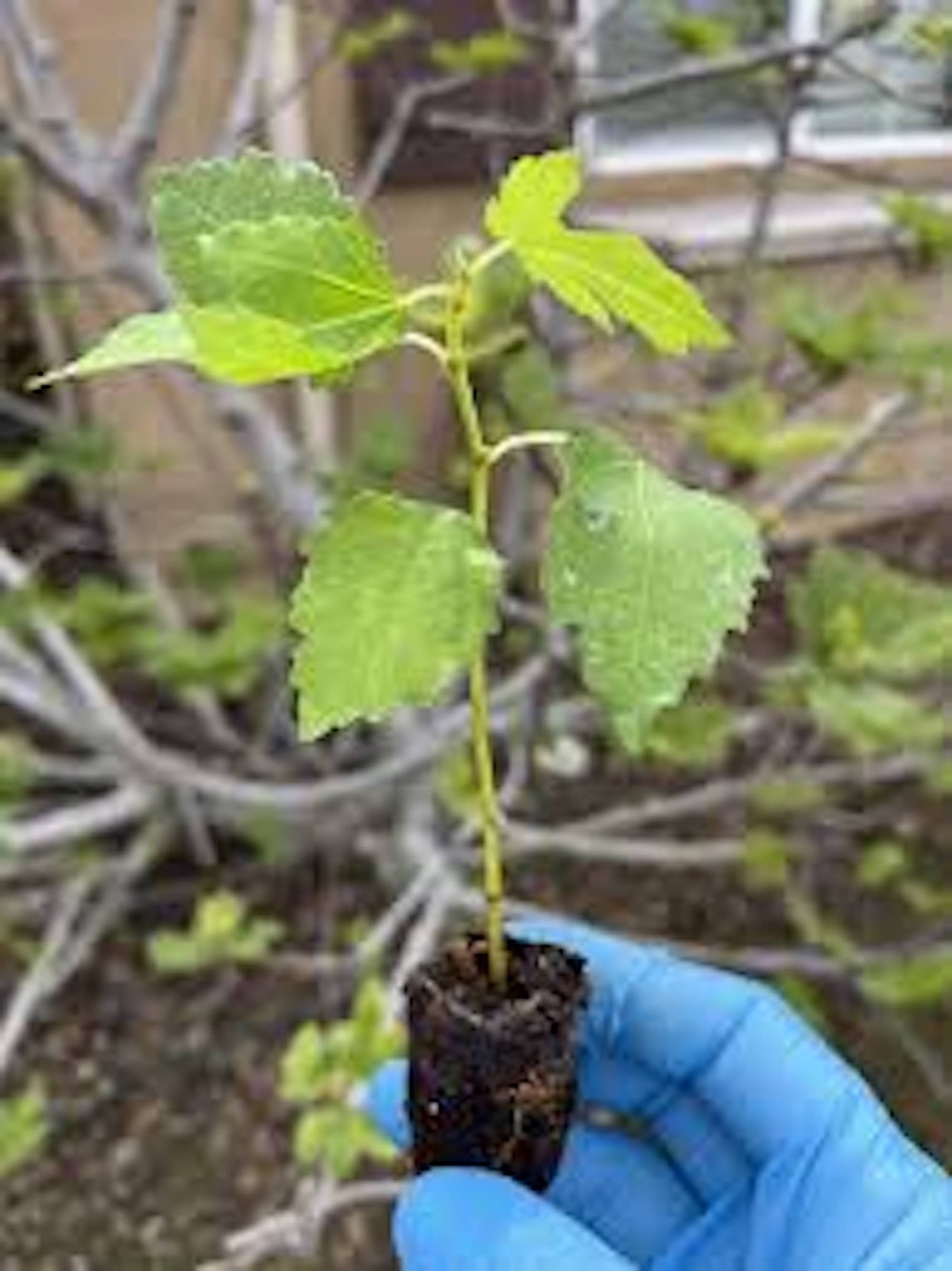 5 Fignomenal Dwarf Fig Tree Starter Plug Fruit Tree Bare Root