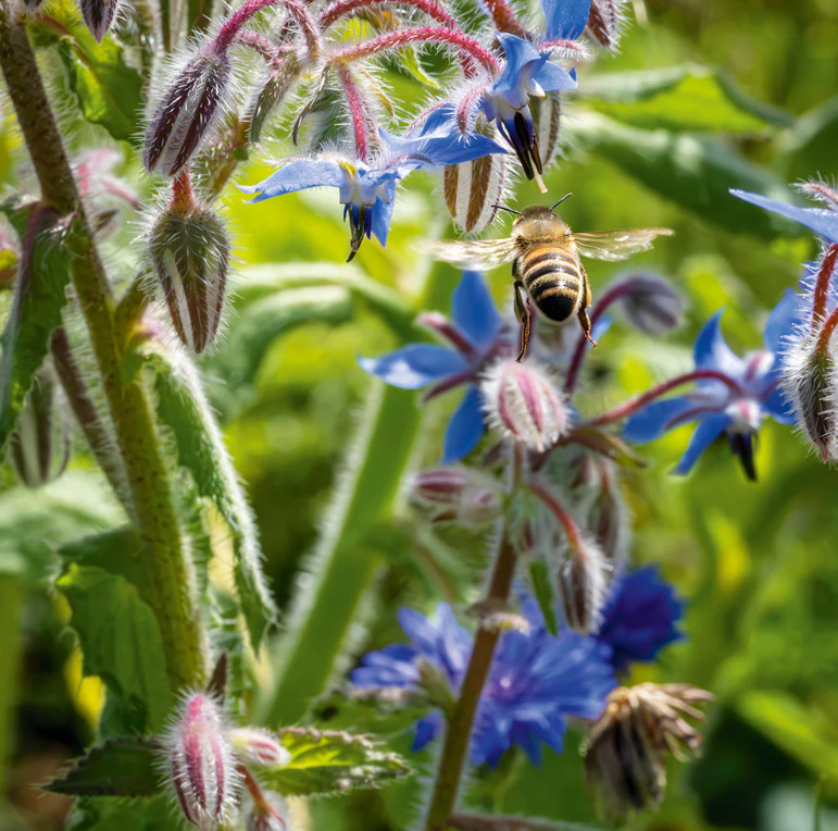 Blue Borage Live Plant – 2-5″ Tall – Borago officinalis – Edible Flower Herb