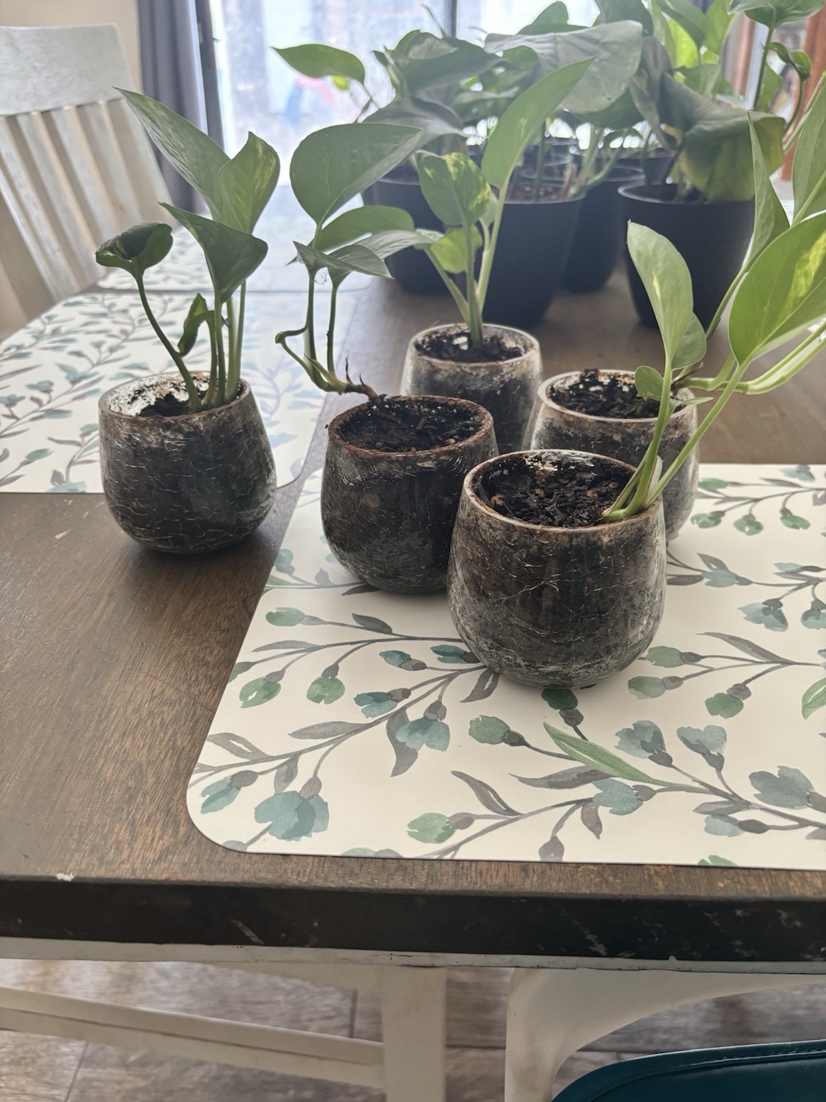 Pothos (Epipremnum) Potted Cuttings Indoor Vining Plant Medium Sun