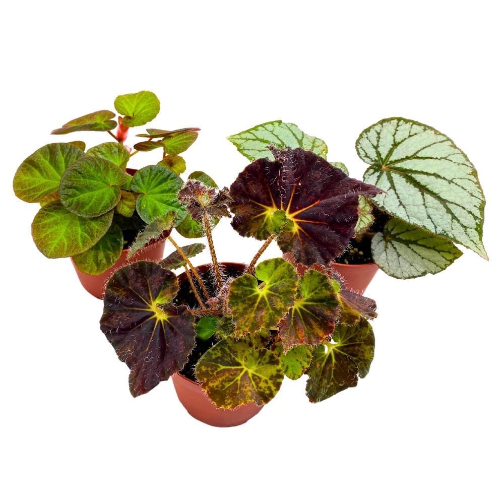 Harmony’s Rhizomatous Begonia Assortment, 4 inch 3 Different Rhizo Begonias