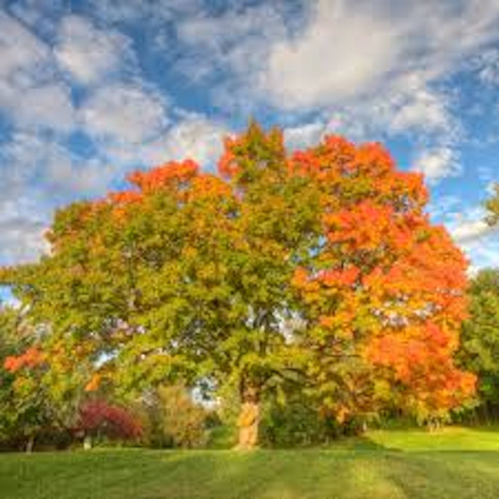 1 Sugar Maple Tree 12-24″ Tall Acer saccharum Hard Maple Bare Root