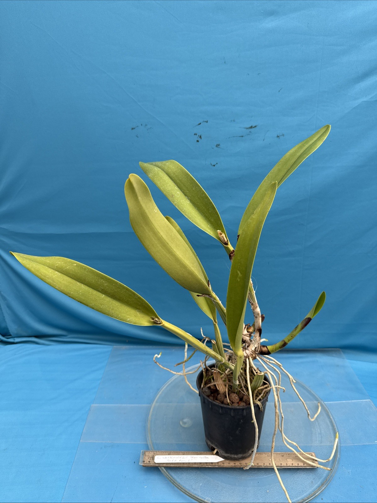 Cattleya warscewiczii S/A Purple White ‘Soft Touch’ Orchid Eros Species 5.5” Pot