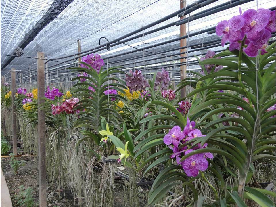 Live Orchid Vanda Flower Plant from Hawaii | Exotic Blue/Purple/Pink/Red Flower