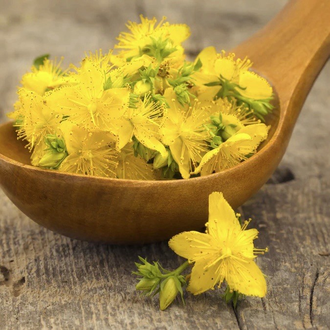 500 St. John’s Wort Seeds (Hypericum perforatum) Yellow Medicinal Herb Non-GMO