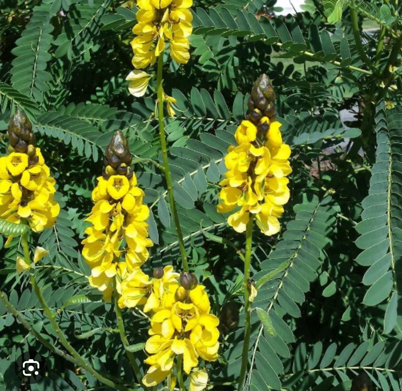 Popcorn Cassia Senna didymotbotrya Plant~Small Starter Plant~SMELLS LIKE POPCORN