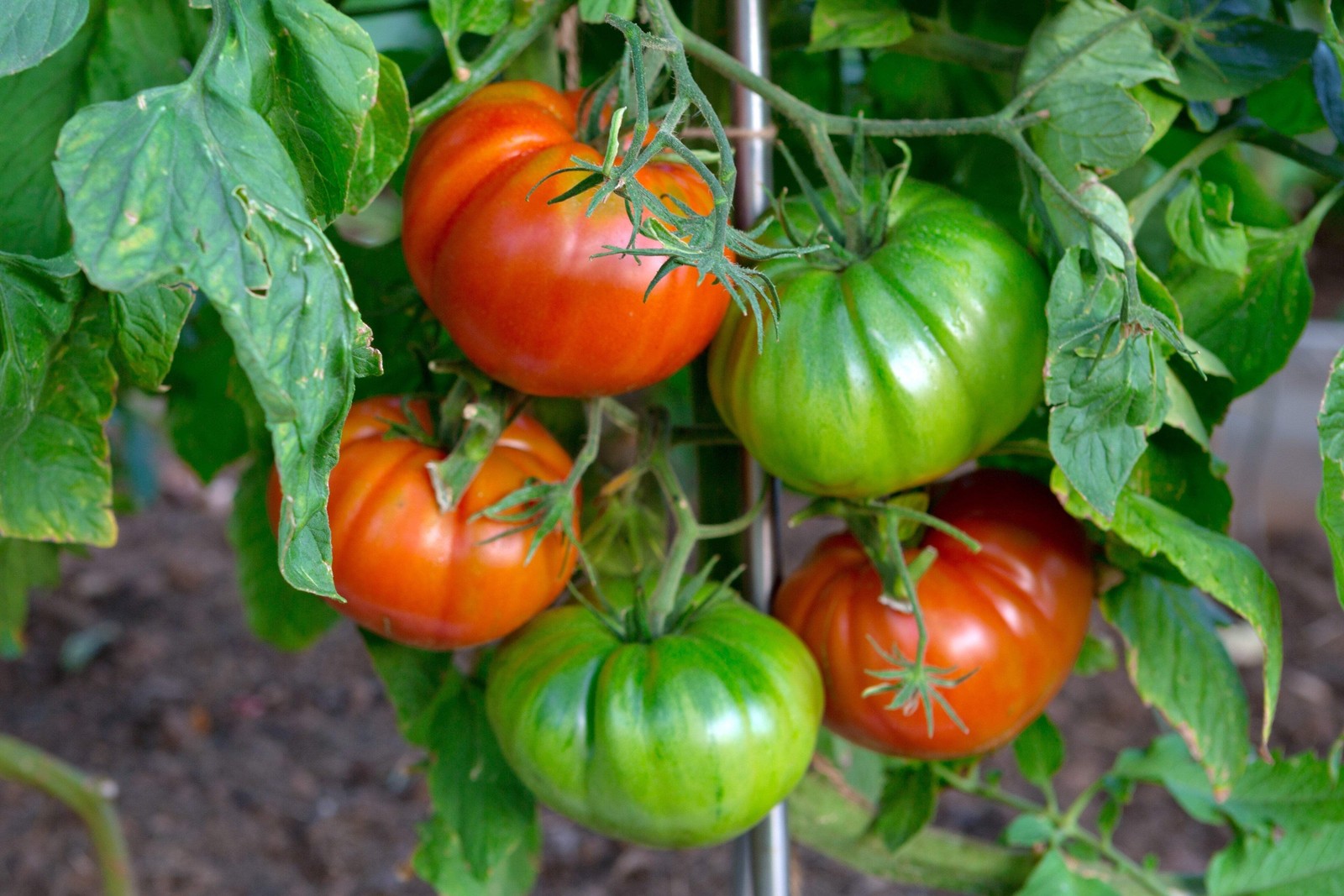 500 BEEFSTEAK TOMATO Lycopersicon Lycopersicum Fruit Vegetable Seeds